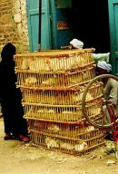 Live Chicken Seller, Cairo